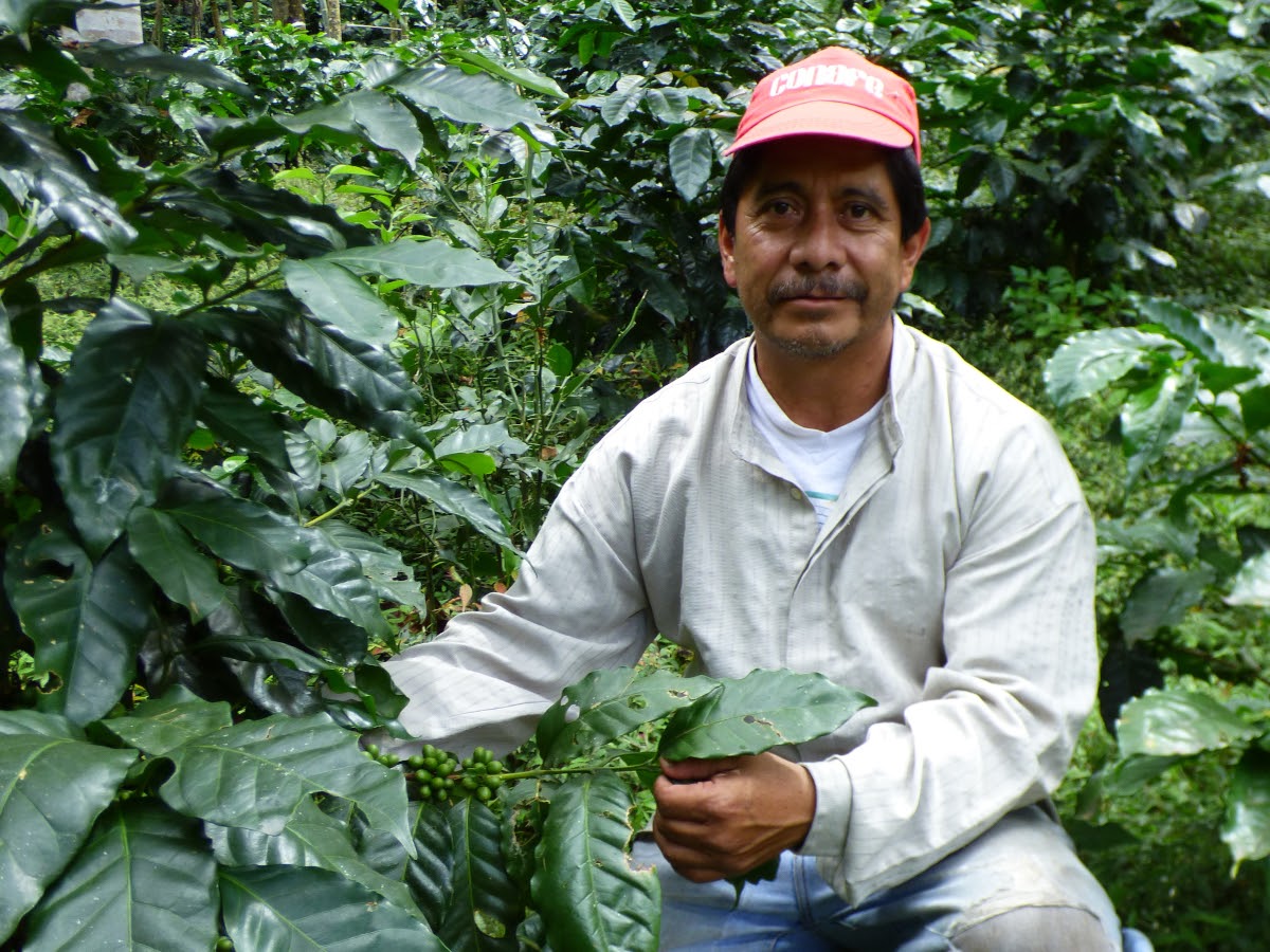 Coffee producer prosperity and success for smallholders in Mexico